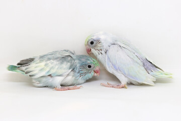 Selective focus of forpus parrotlet newborn bird studio shot on white background