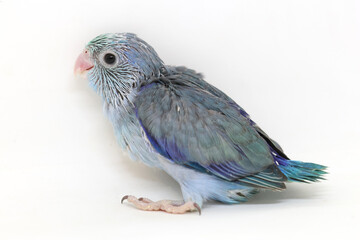 Selective focus of forpus parrotlet newborn bird studio shot on white background