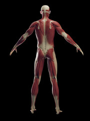 3D rendered medical illustration of a man's muscular system