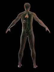 Obraz na płótnie Canvas 3D rendered medical illustration of a man's immune system