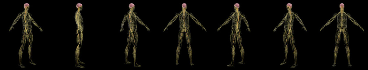 3D rendered medical illustration of a man's nervous system