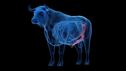 3D rendered medical illustration of a cow's penis