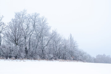 trees in snow