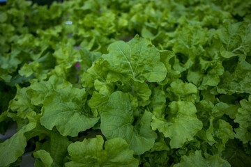 lettuce in the garden