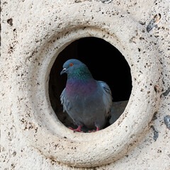 Pigeon inside a marble hole