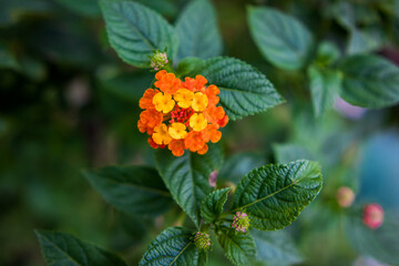 orange flowers in the garden