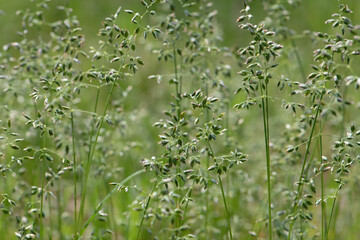 Obraz premium Grass close up