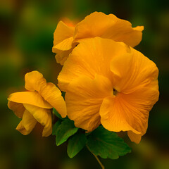 yellow flower on a green background