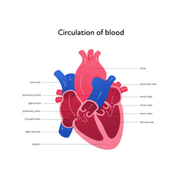 Heart anatomy infographic chart. Vector gradient color illustration. Inner organ cross section with blood cerculation arrow anatomical diagram. Design for healthcare, cardiology, education.