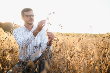 Agronomist inspects soybean crop in agricultural field - Agro concept - farmer in soybean...