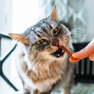 funny funny fluffy gray tabby cat eats treat for pets