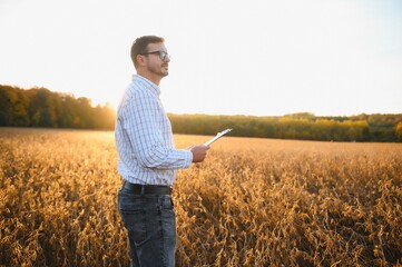 Naklejka na ściany i meble Portrait of farmer standing in soybean field examining crop at sunset.