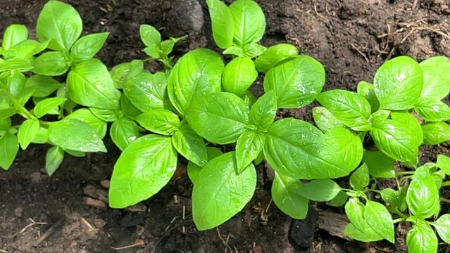 Planting and gardening in garden at spring. Farmer watering planted basil herb. Organic herbal garden