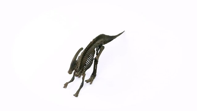 Parasaurolophus Skeleton white background