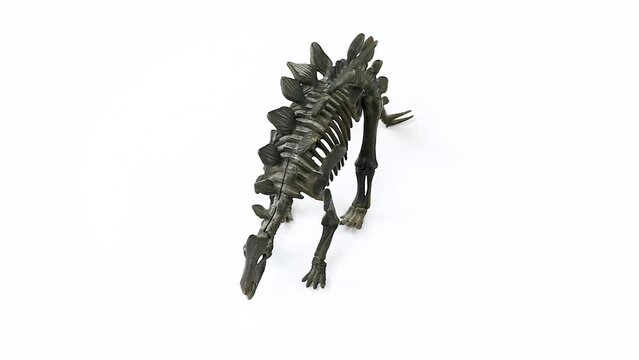 Stegosaurus Skeleton white background