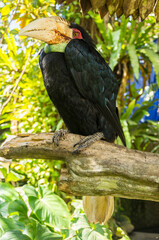 A wreathed hornbill sitting on a branch © NomadPhotoReference