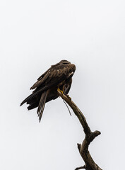 Eagle on a branch