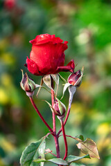Single red rose flower on a stem with bokeh background. Rose flower bush with multiple buds.