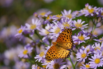 Obraz premium ツマグロヒョウモン