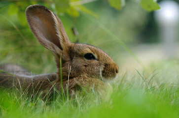 The little rabbit lies on the grass. Rabbit in the meadow
