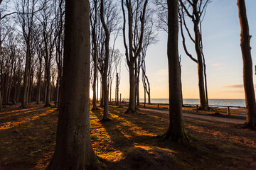 buchenwald an der ostsee