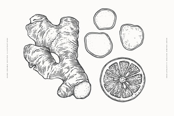 Ginger root and citrus slice in engraving style. Spicy plants for making drink. The concept of organic food. Design element for markets, shops, cafes, restaurants, packaging. Botanical illustration.