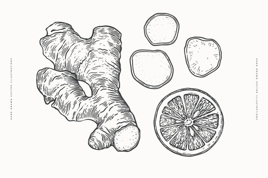 Ginger root and citrus slice in engraving style. Spicy plants for making drink. The concept of organic food. Design element for markets, shops, cafes, restaurants, packaging. Botanical illustration.