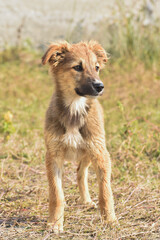 Fototapeta premium Adorable cute looking dog with multi moods looks.