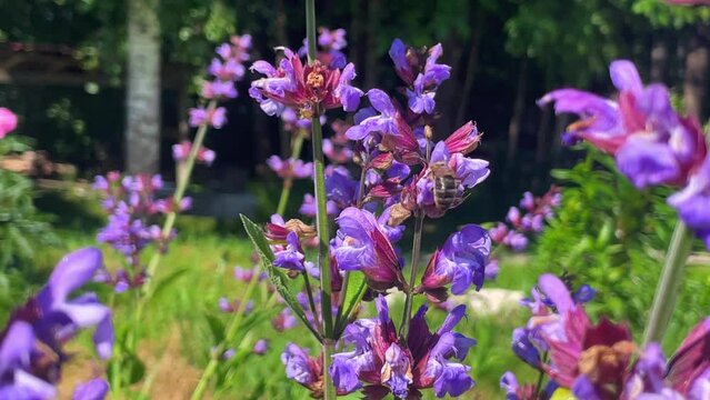 The bee collects pollen from the purple sage flower