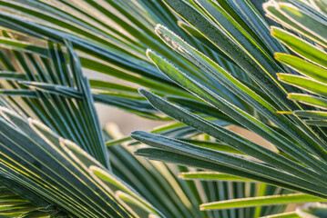 Close-up of a palm leaf with frost on it. Ideal for background or texture. Blurred background. Place for text.