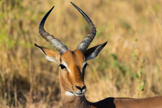 An Impala antelope in the Hluhluwe-Umfolozi Game Reserve in South Africa