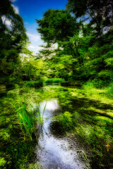 光が映り込む水面と、水草がしなやかに川の流れにゆらゆらと揺れている美しい軽井沢の雲場池の夏の風景