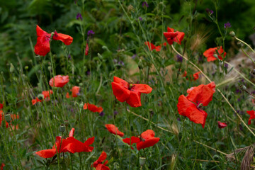 A field of wild red poppies