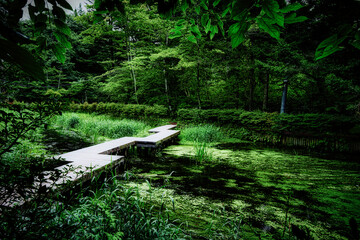 光が映り込む水面と、水草がしなやかに川の流れにゆらゆらと揺れている美しい軽井沢の雲場池の夏の風景