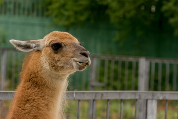 close up of a llama