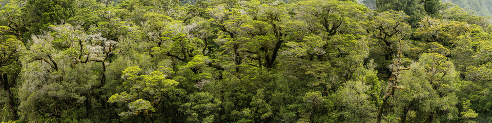 Obraz premium Panoramic view of the tree canopy above the Cleddau river at Milford Sound in New Zealand