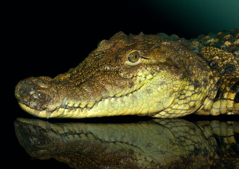 Crocodile (Crocodylus porosus).