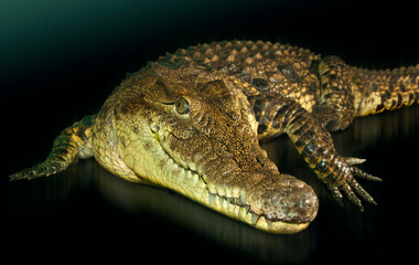 Crocodile (Crocodylus porosus).