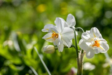 Naklejka na ściany i meble Narcissus 'Erlicheer' double daffodil close up
