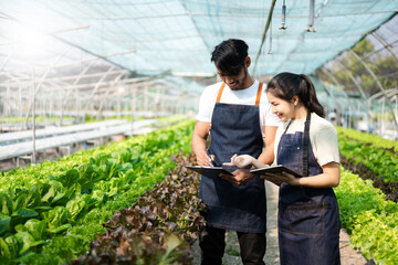  Asian woman and  man farmer working together in organic hydroponic salad vegetable farm. using tablet inspect quality of lettuce in greenhouse garden. ..