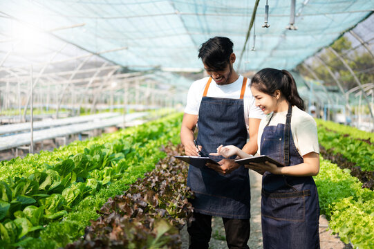  Asian woman and  man farmer working together in organic hydroponic salad vegetable farm. using tablet inspect quality of lettuce in greenhouse garden. .. - Powered by Adobe
