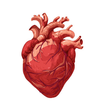 Realistic red heart, real internal human organ with aortas. Anatomy realism art. Medical scientific detailed drawing in vintage style. Hand-drawn vector illustration isolated on white background
