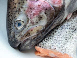 Close-up of trout head