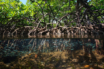 Mangrove habitat split view over and under water surface, foliage with roots and shoal of fish...