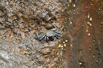 Dark colored young Grapsus adscensionis on the volcanic rock of Lanzarote