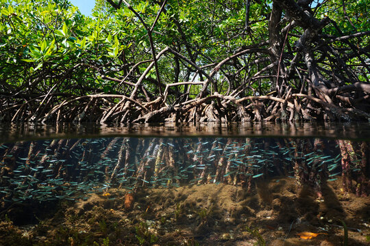Mangrove habitat split view over and under water surface, foliage with roots and shoal of fish underwater, Caribbean sea, Central America