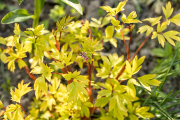 Blooming Dicentra spectabilis 'Gold Heart' in the garden
