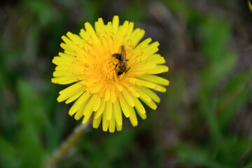 honey bee on yellow dandelion among green grass isolated, close-up  
