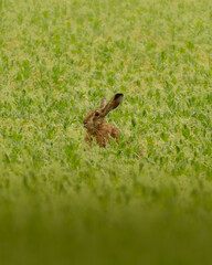 rabit in the grass