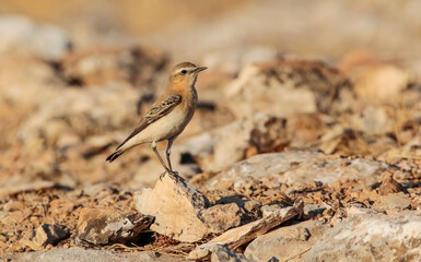 Northern Wheatear (Oenanthe oenanthe) is a common songbird in Asia, Europe, America and Africa. It lives in open and stony areas.